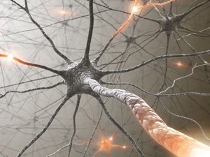 Brain: neurons